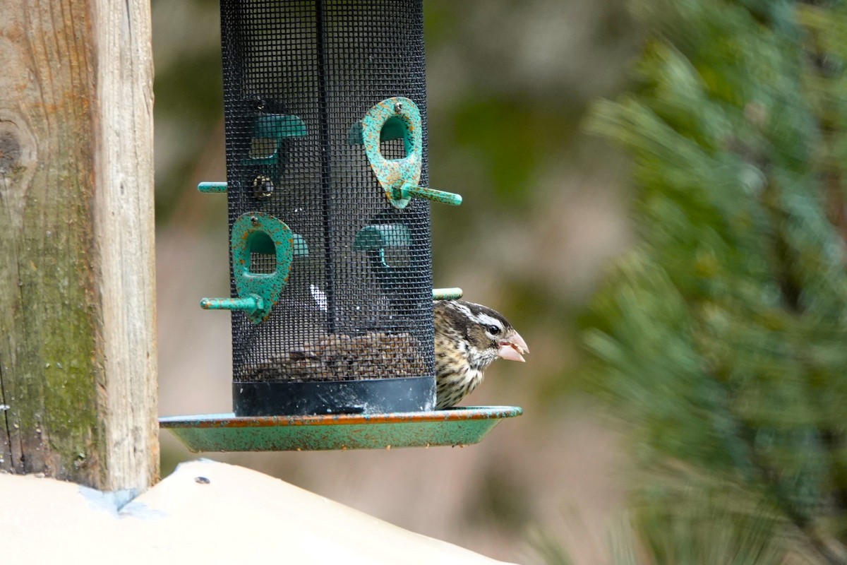 Rose-breasted Grosbeak - ML632352541