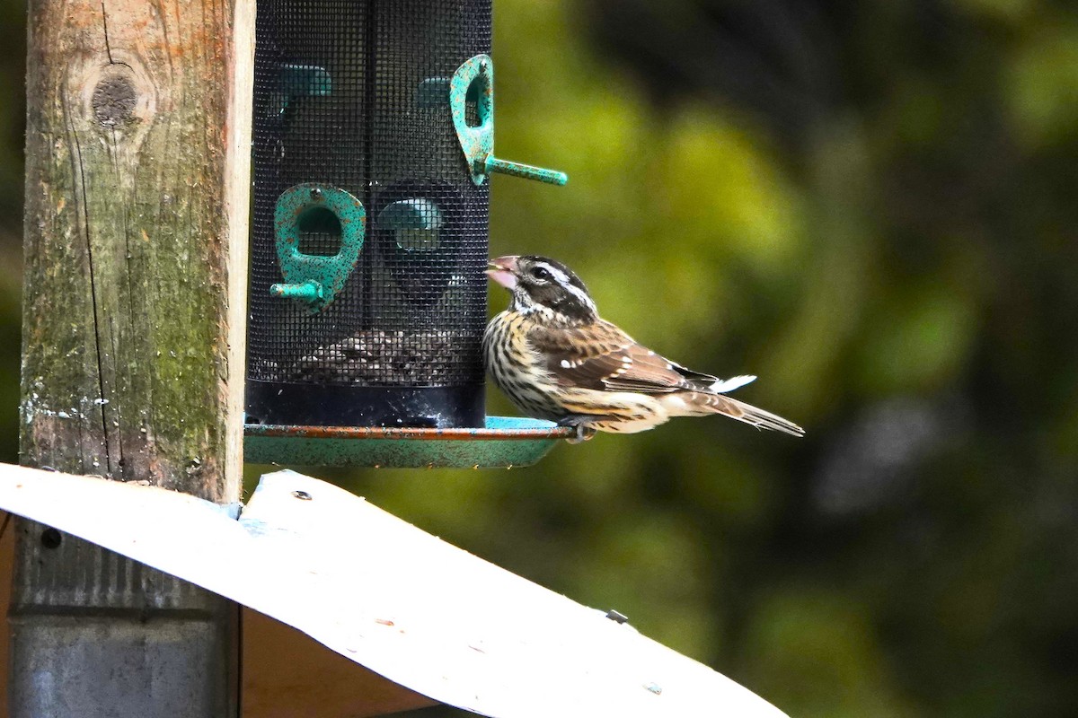 Rose-breasted Grosbeak - ML632352542