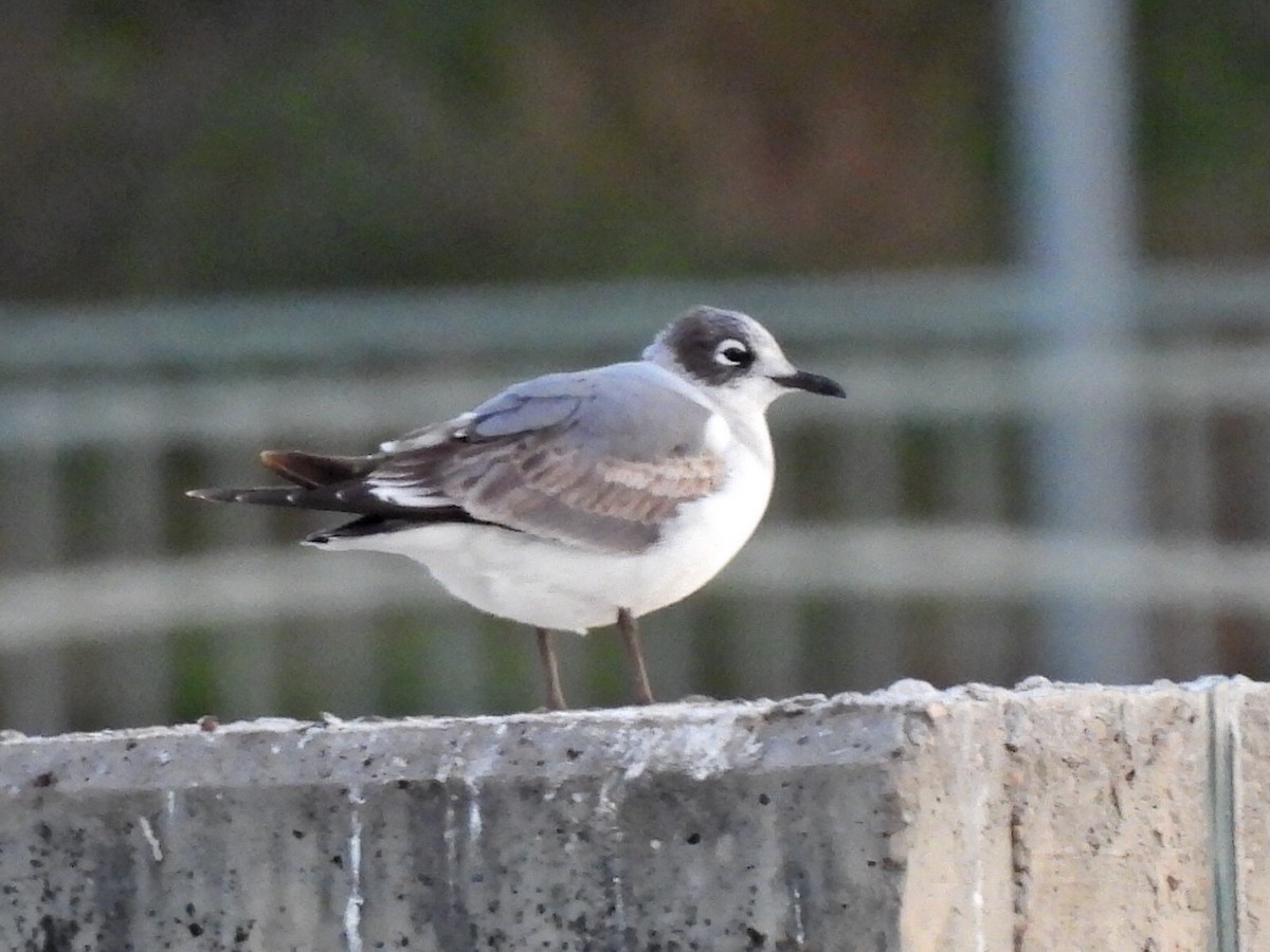Franklin's Gull - ML632352549