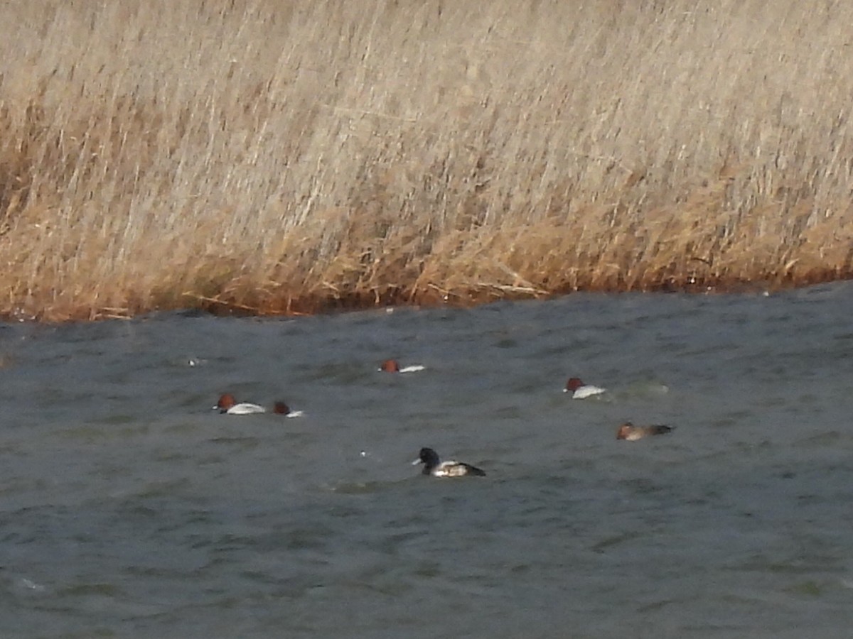Greater Scaup - ML632352618