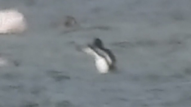 Greater Scaup - ML632352620