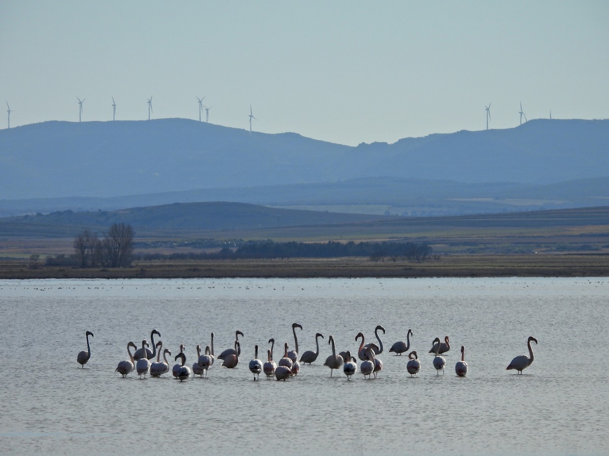 Greater Flamingo - ML632352650