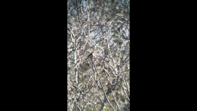 Amur Stonechat - ML632352706