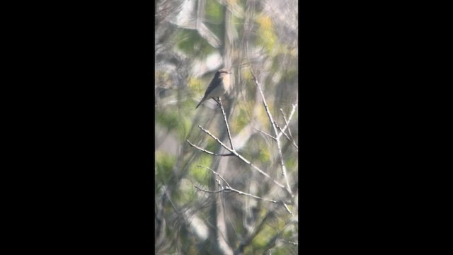 Amur Stonechat - ML632352707
