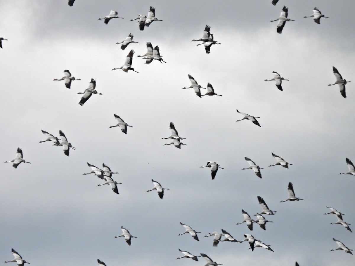 Common Crane - ML632352729