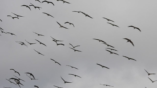 Common Crane - ML632352734