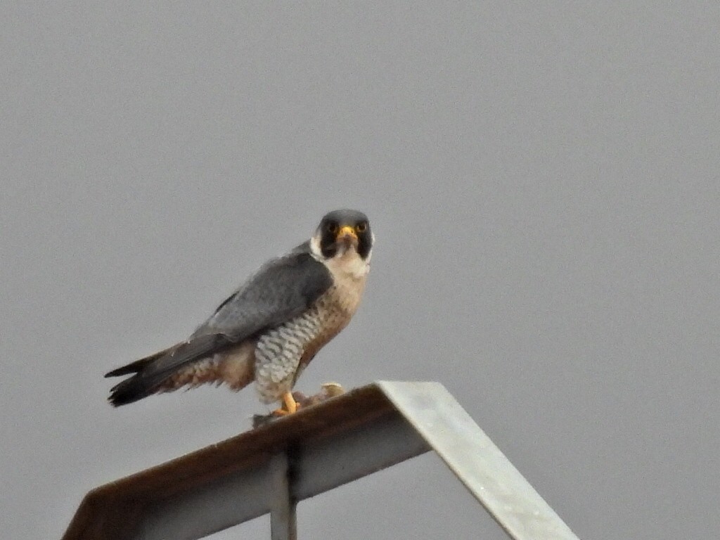 Peregrine Falcon - ML632352753