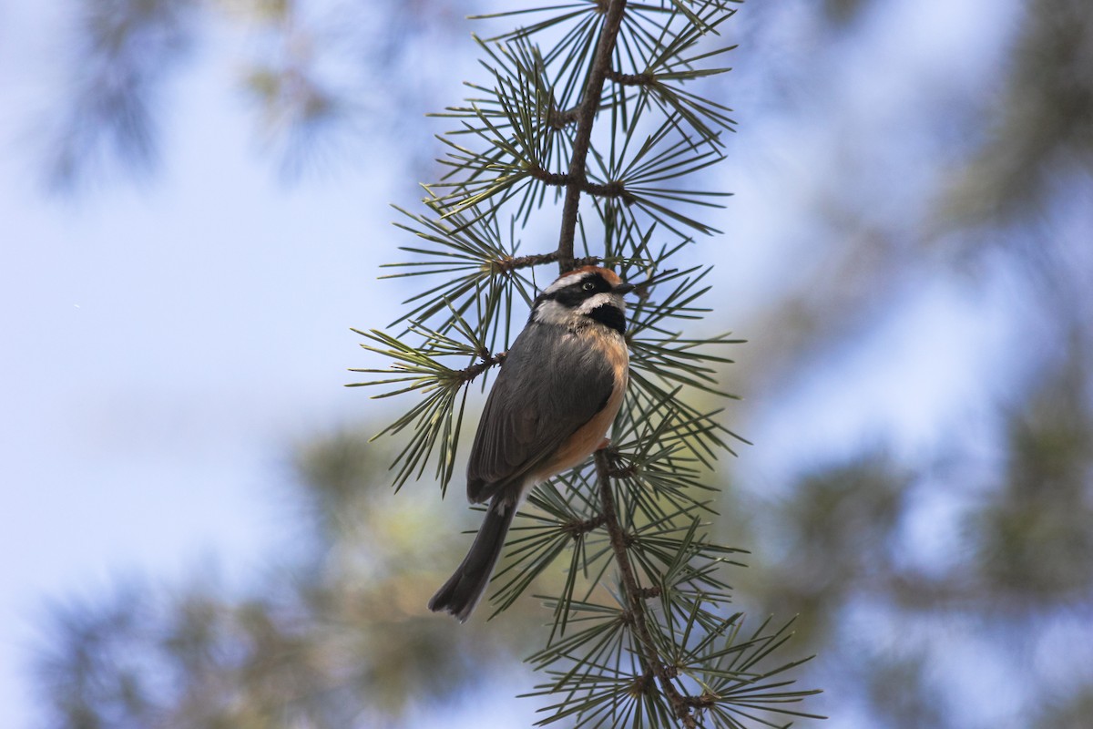 Black-throated Tit - ML632352795
