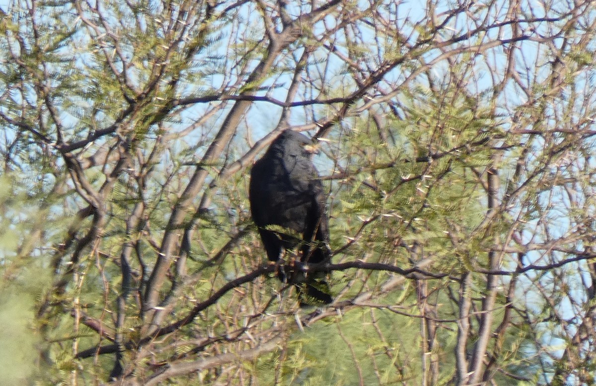 Common Black Hawk - ML632352842