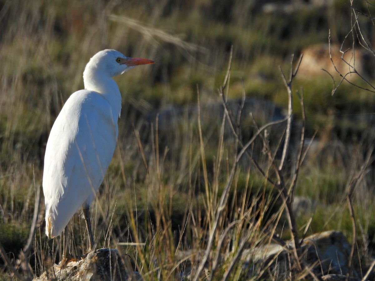 Western Cattle-Egret - ML632352938
