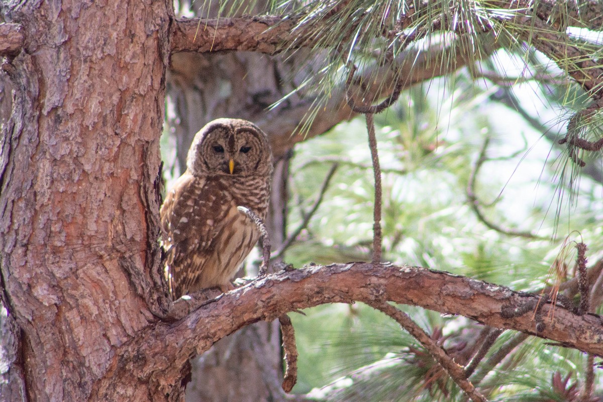 Barred Owl - ML632352953
