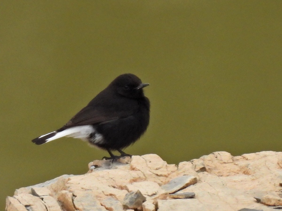 Black Wheatear - ML632352966
