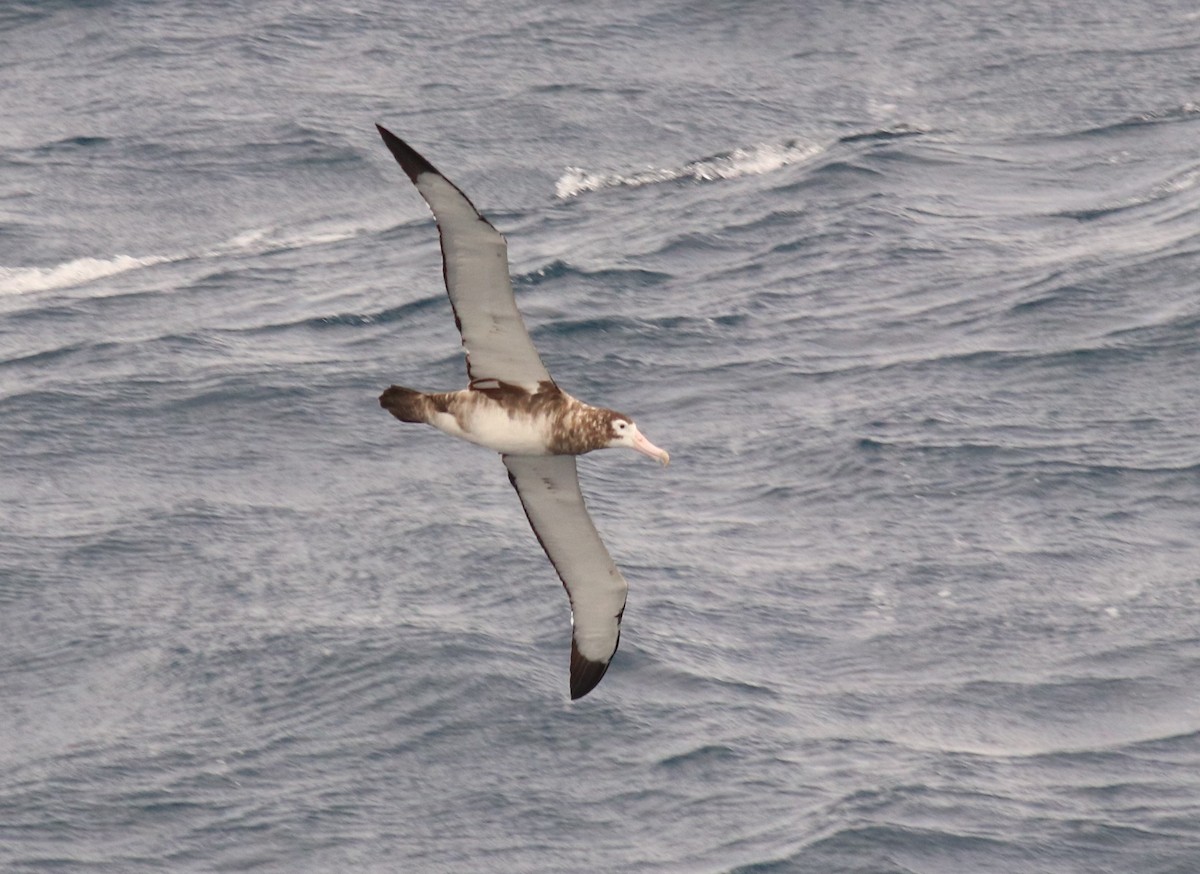 Amsterdam Albatross - ML632352967