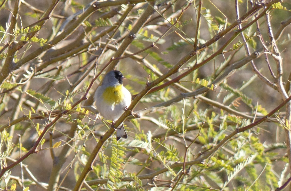 Lawrence's Goldfinch - ML632352975
