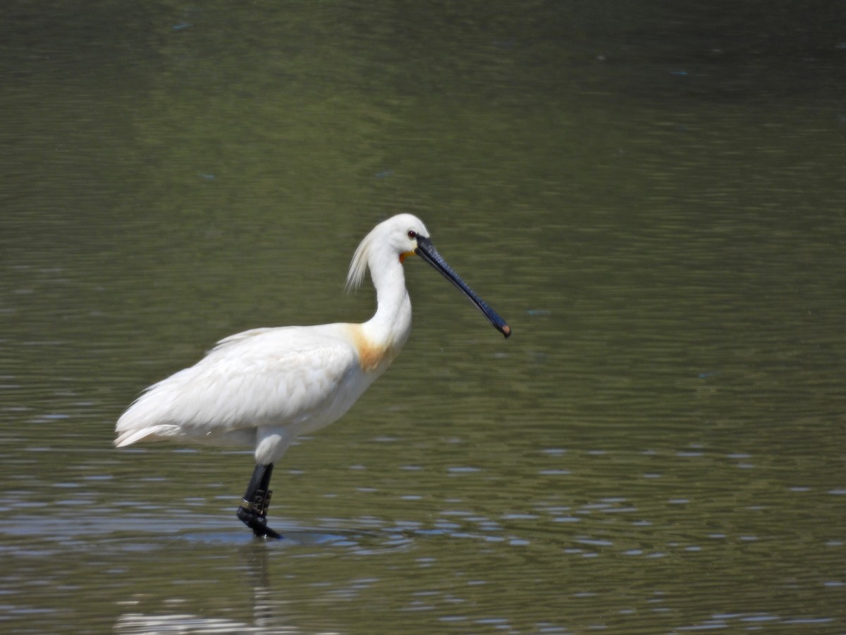 Eurasian Spoonbill - ML632353013