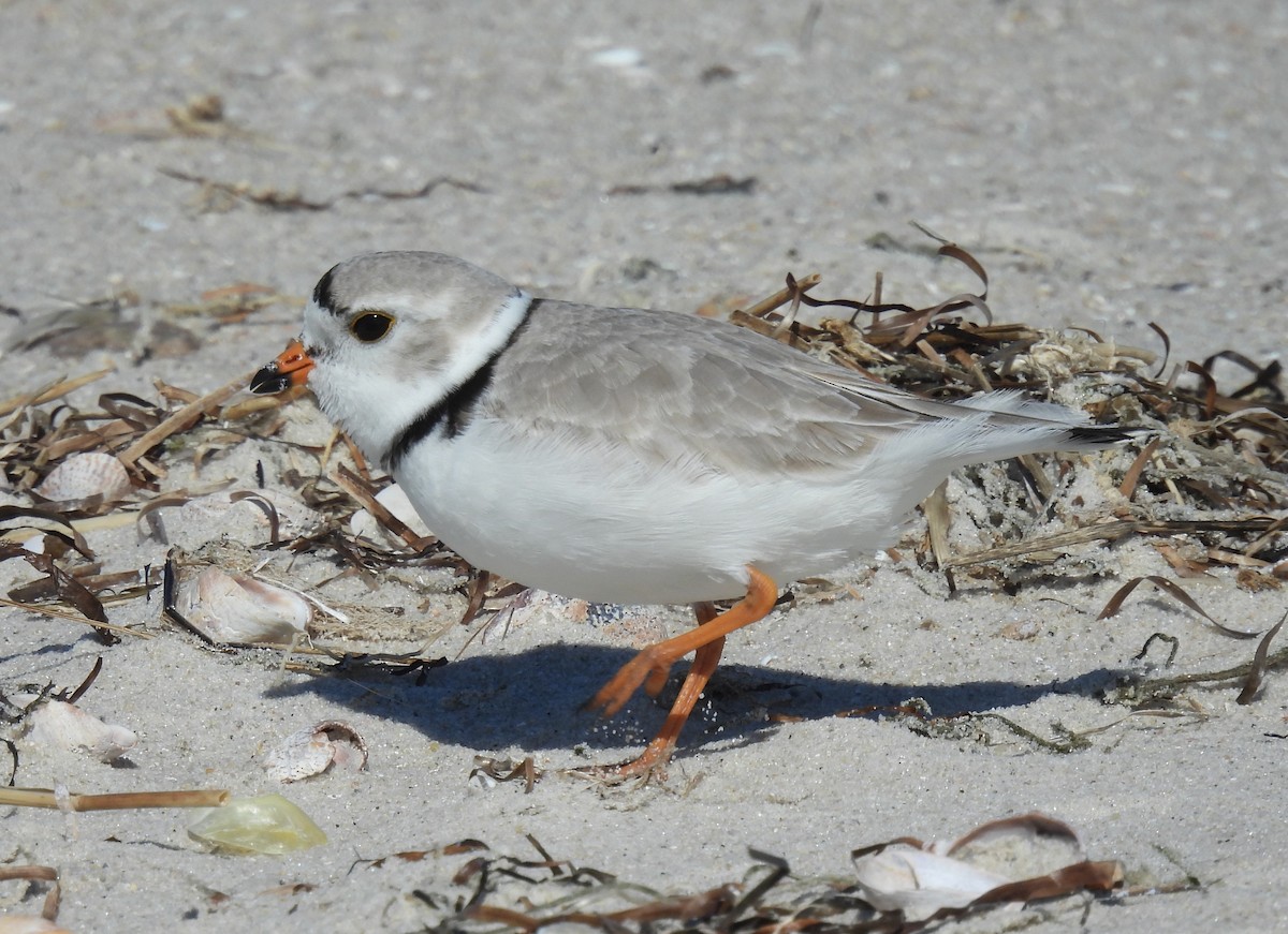 Piping Plover - ML632353043