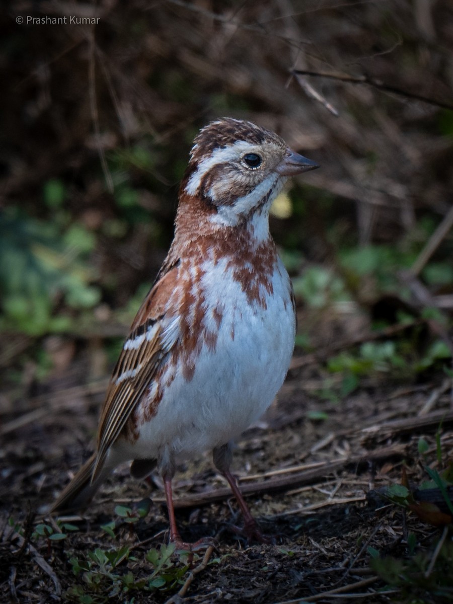 Rustic Bunting - ML632353051