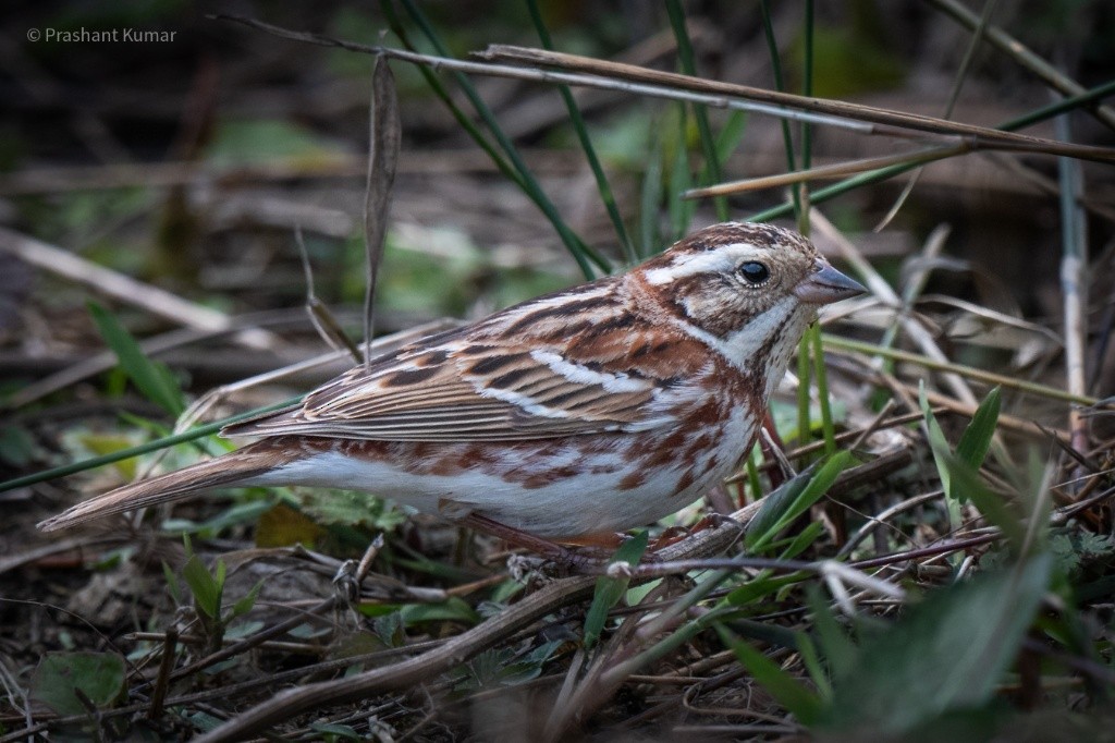 Rustic Bunting - ML632353052