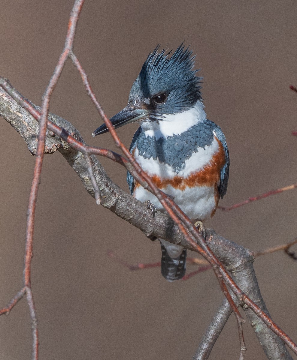 Belted Kingfisher - ML632353073