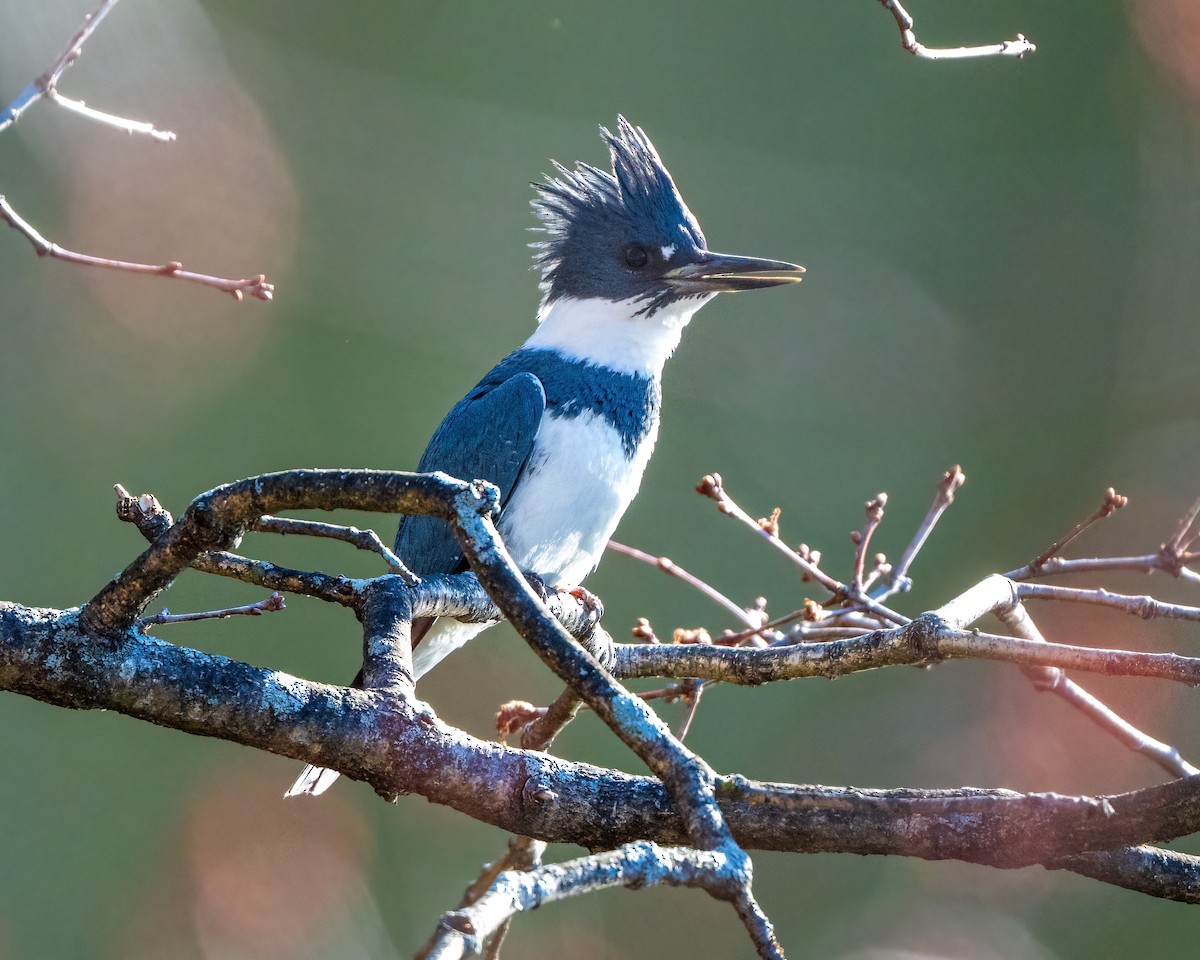 Belted Kingfisher - ML632353074
