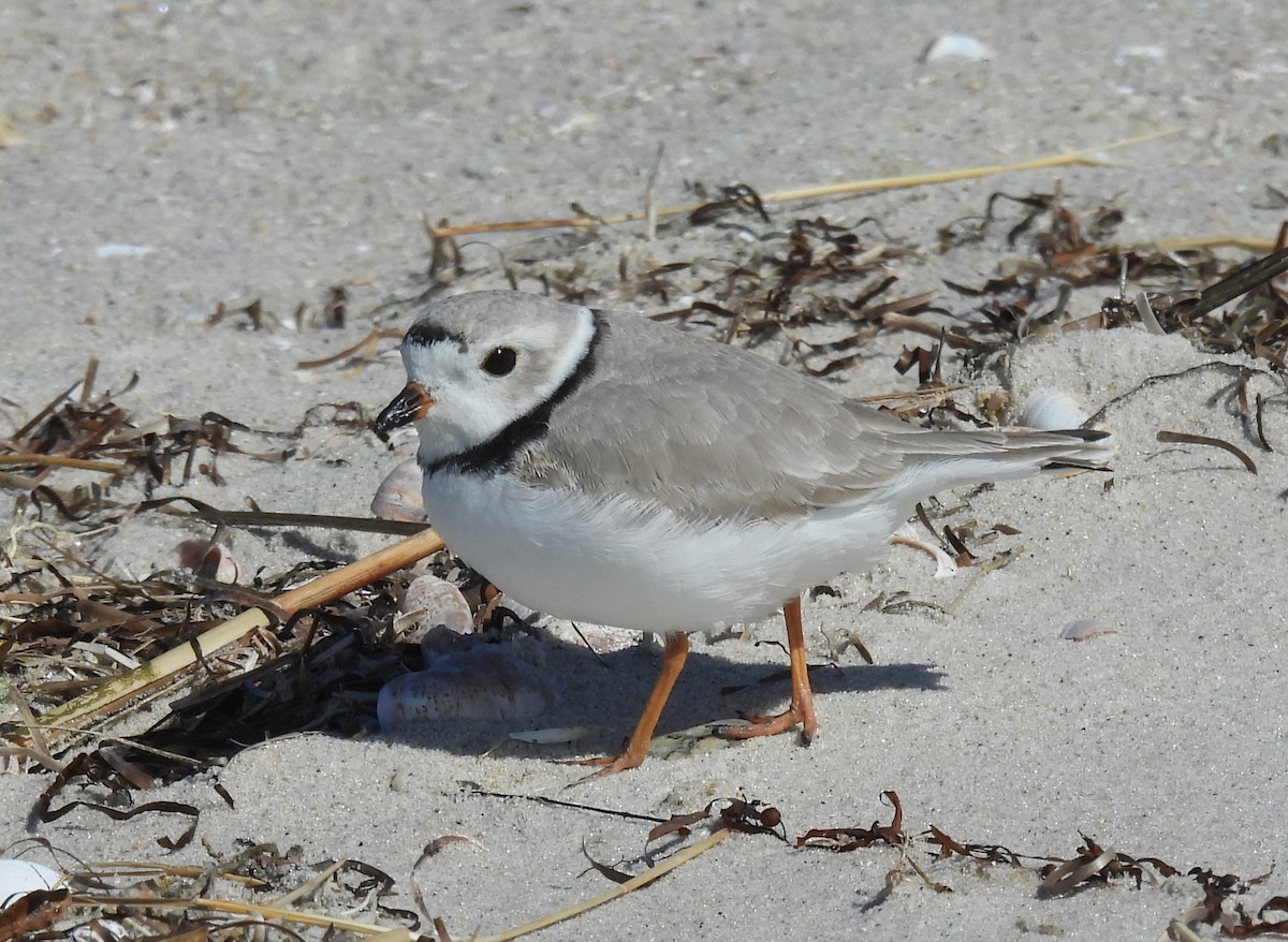 Piping Plover - ML632353077