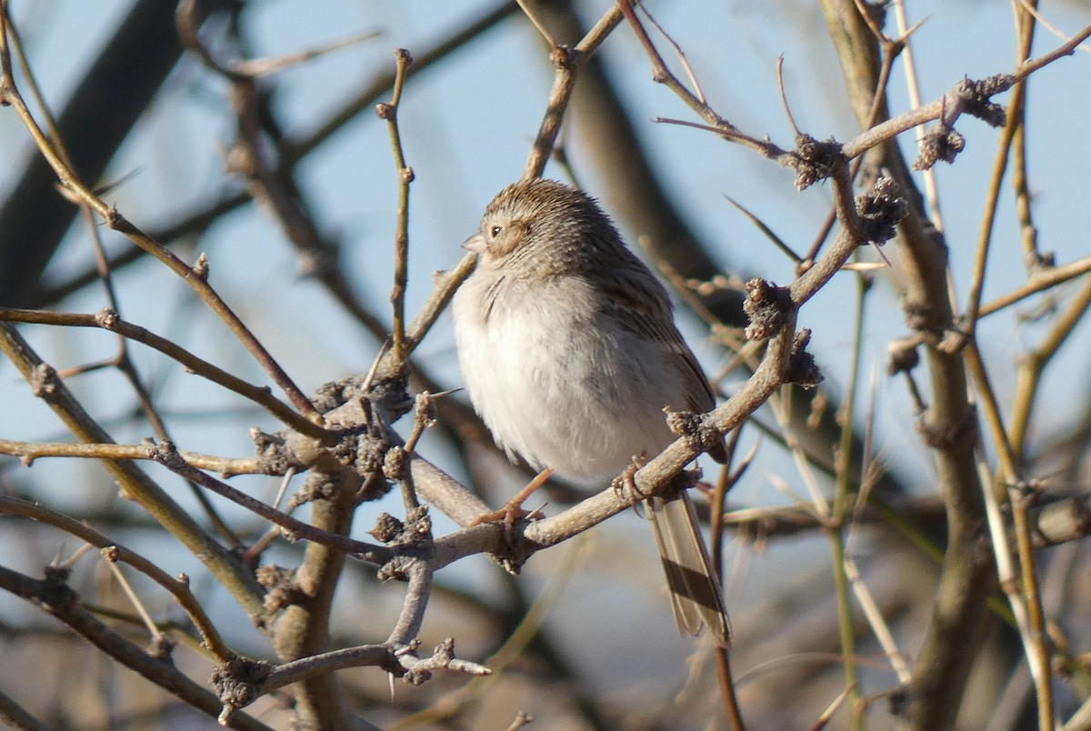 Brewer's Sparrow - ML632353079