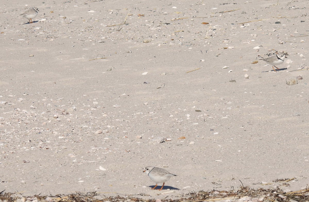 Piping Plover - ML632353081