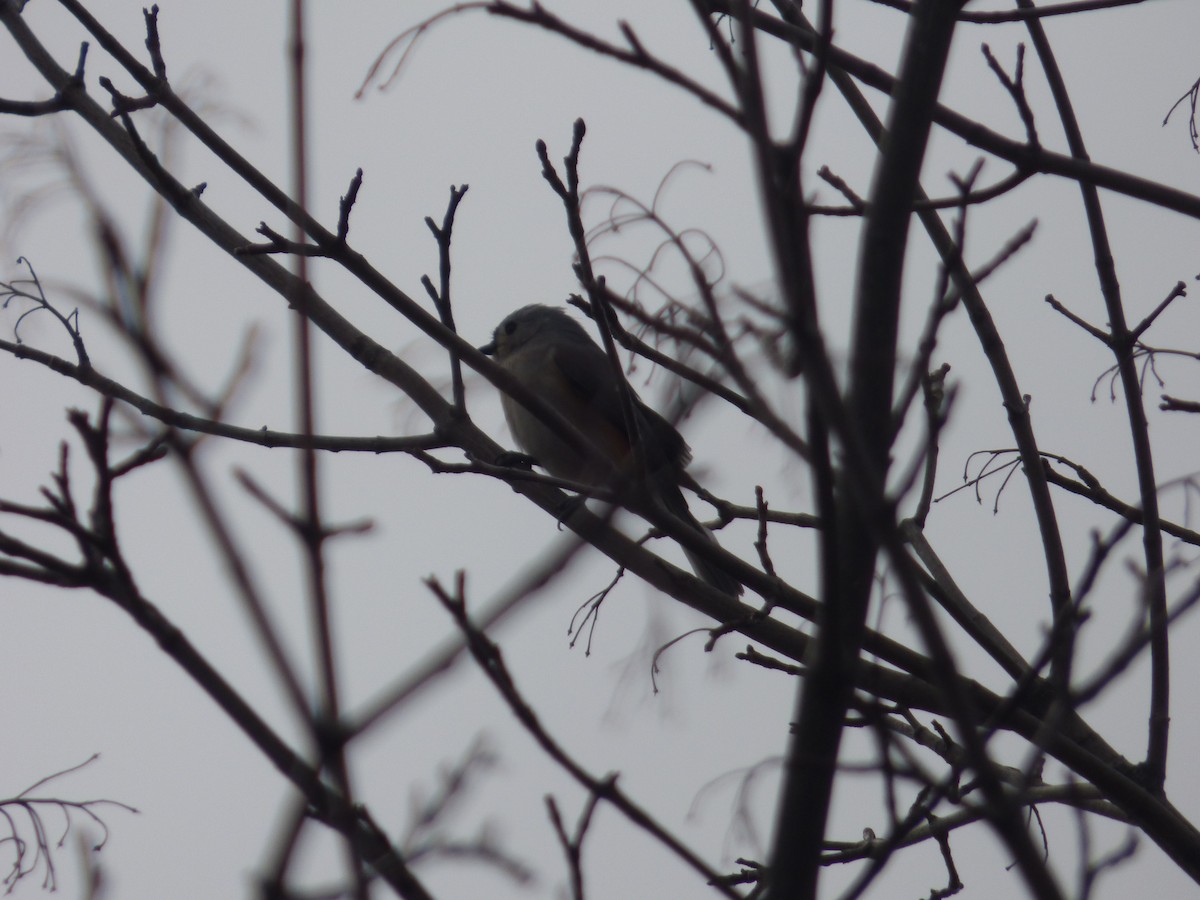 Tufted Titmouse - ML632353088