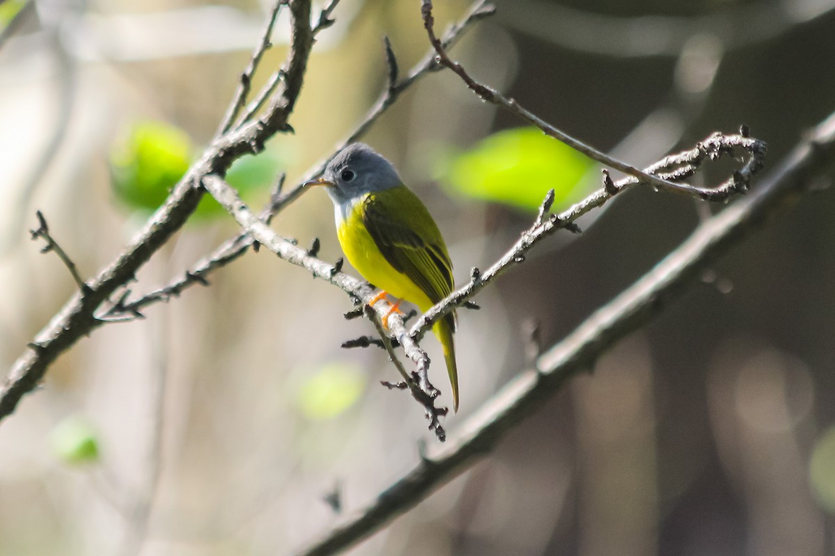 Gray-headed Canary-Flycatcher - ML632353099