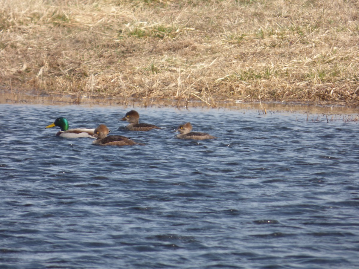 Hooded Merganser - ML632353129