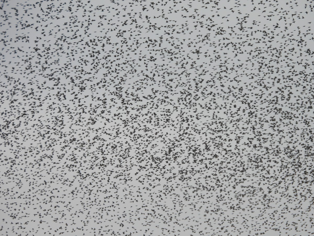 European Starling - ML632353159