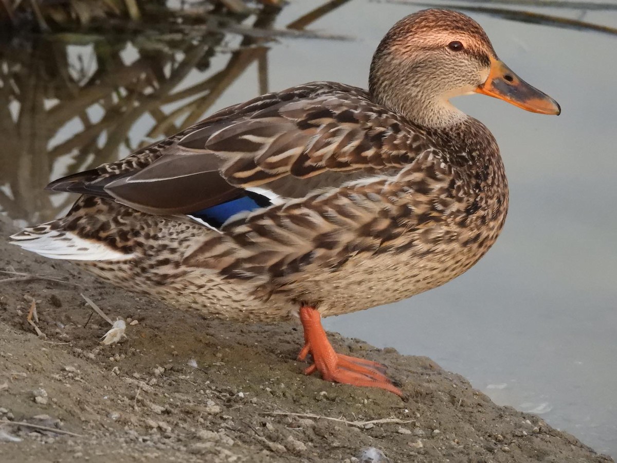 Mallard - ML632353179