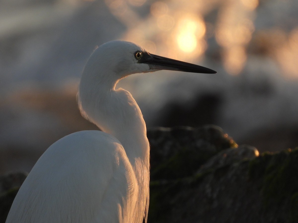 Little Egret - ML632353184