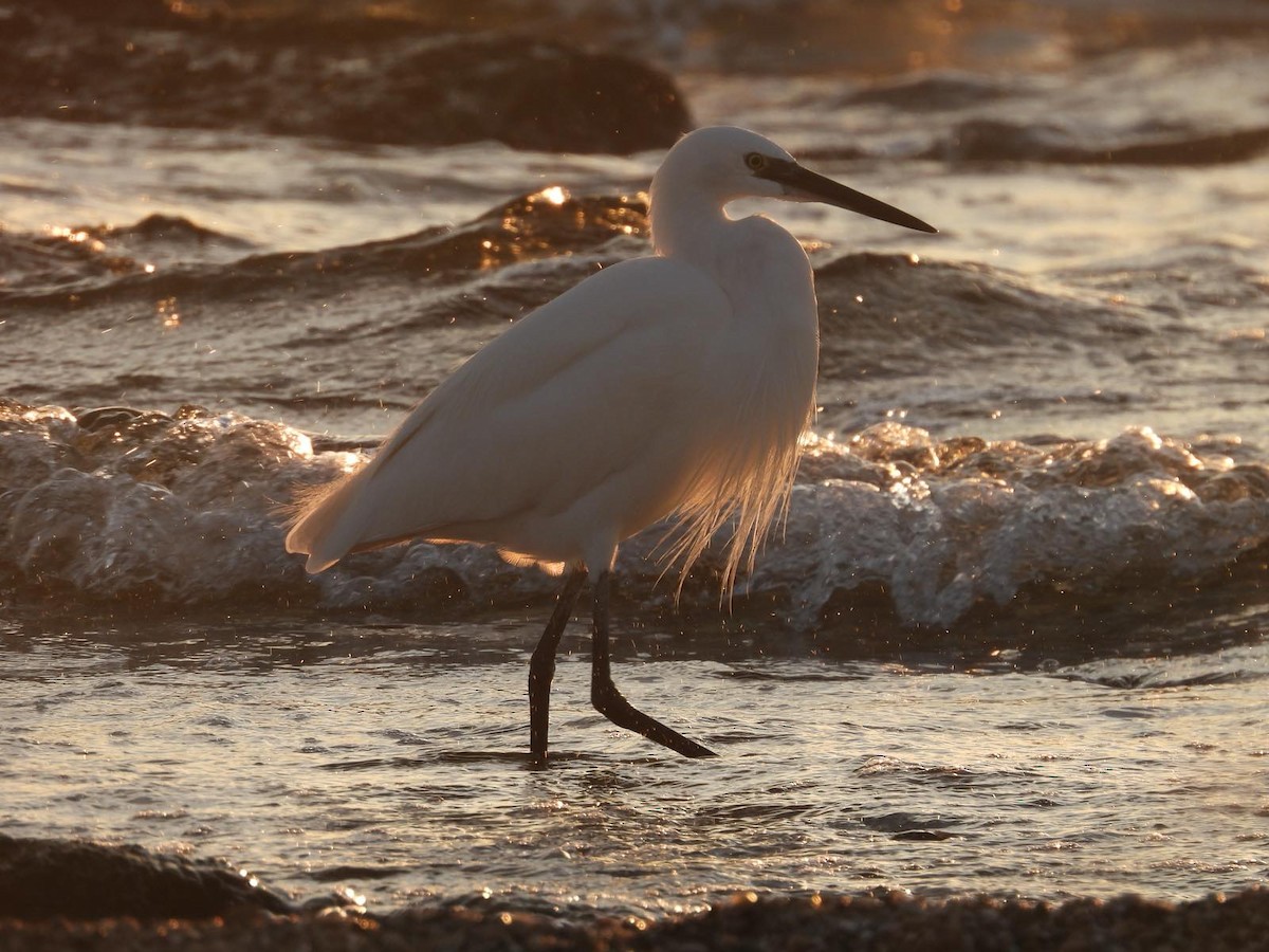 Little Egret - ML632353185