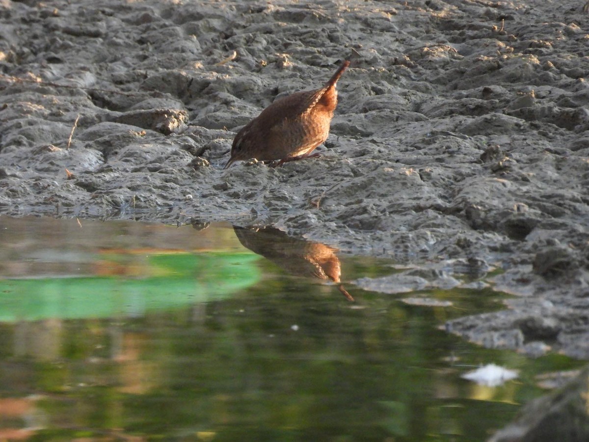 Eurasian Wren - ML632353192