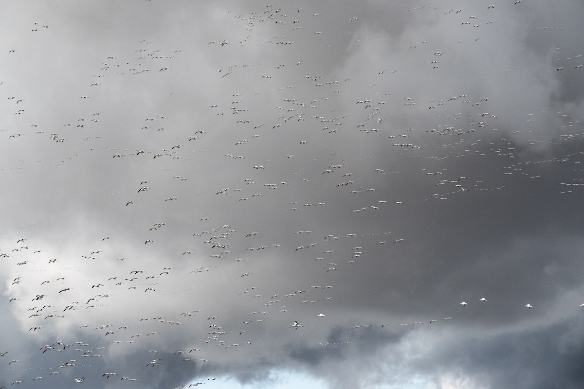 Oie des neiges - ML632353225