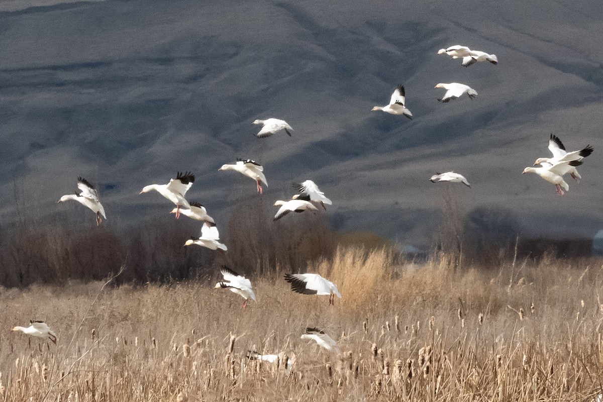 Oie des neiges - ML632353226