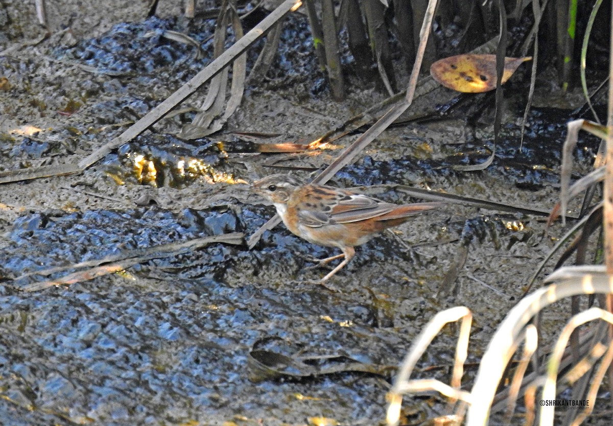 Pallas's Grasshopper Warbler - ML632353306