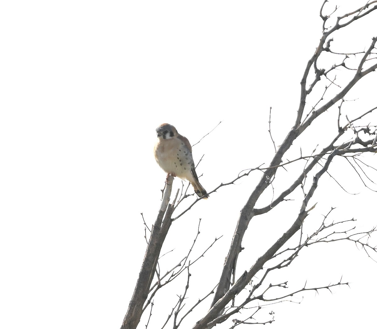 American Kestrel - ML632353473