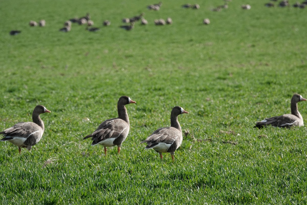 Oie rieuse - ML632353556