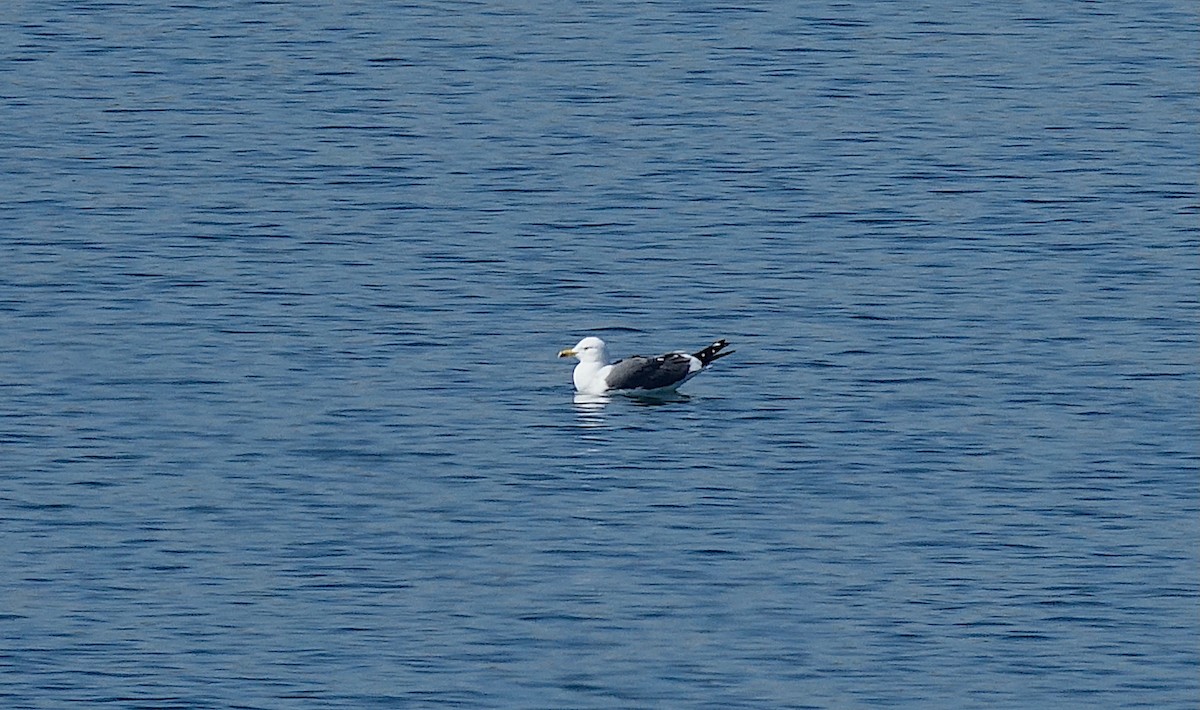 Zafferano - ML632353576