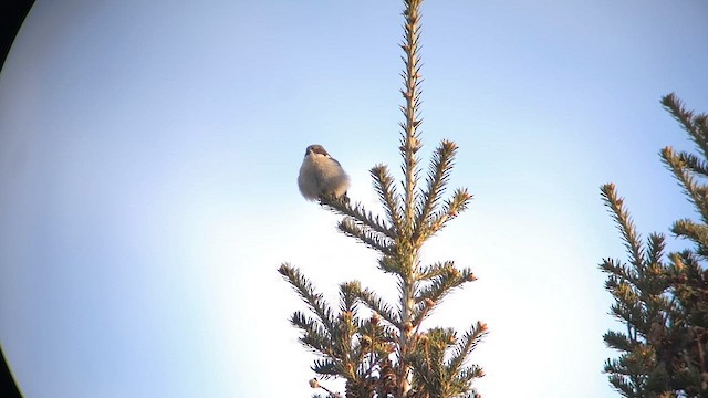 Pygmy Nuthatch - ML632353581