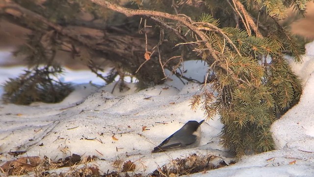 Pygmy Nuthatch - ML632353584