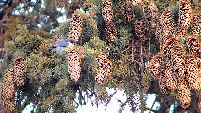 Pygmy Nuthatch - ML632353585