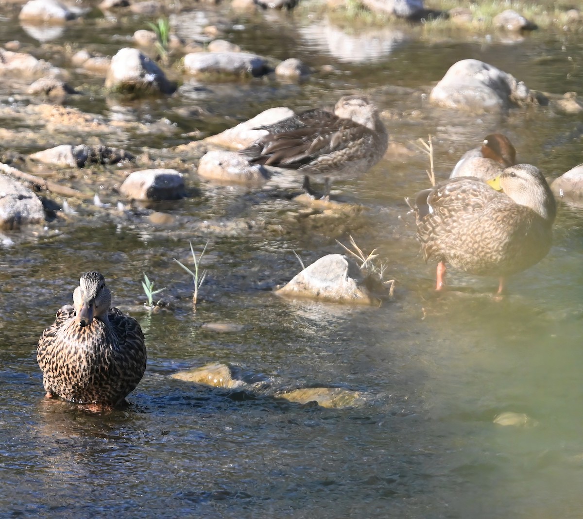 Ногоохон нугас - ML632353730