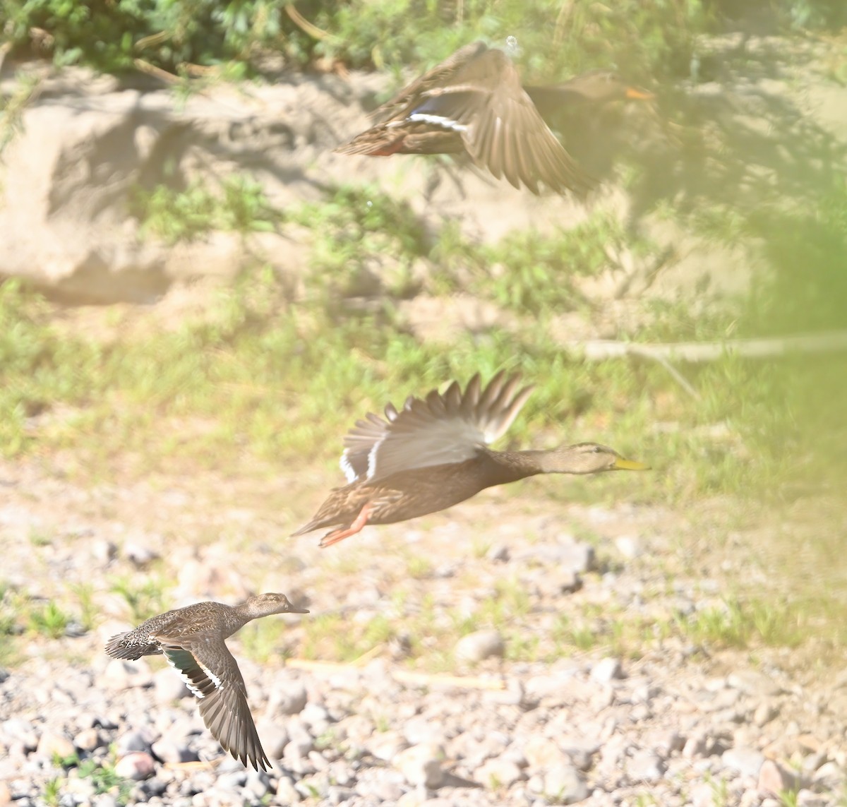 Ногоохон нугас - ML632353732