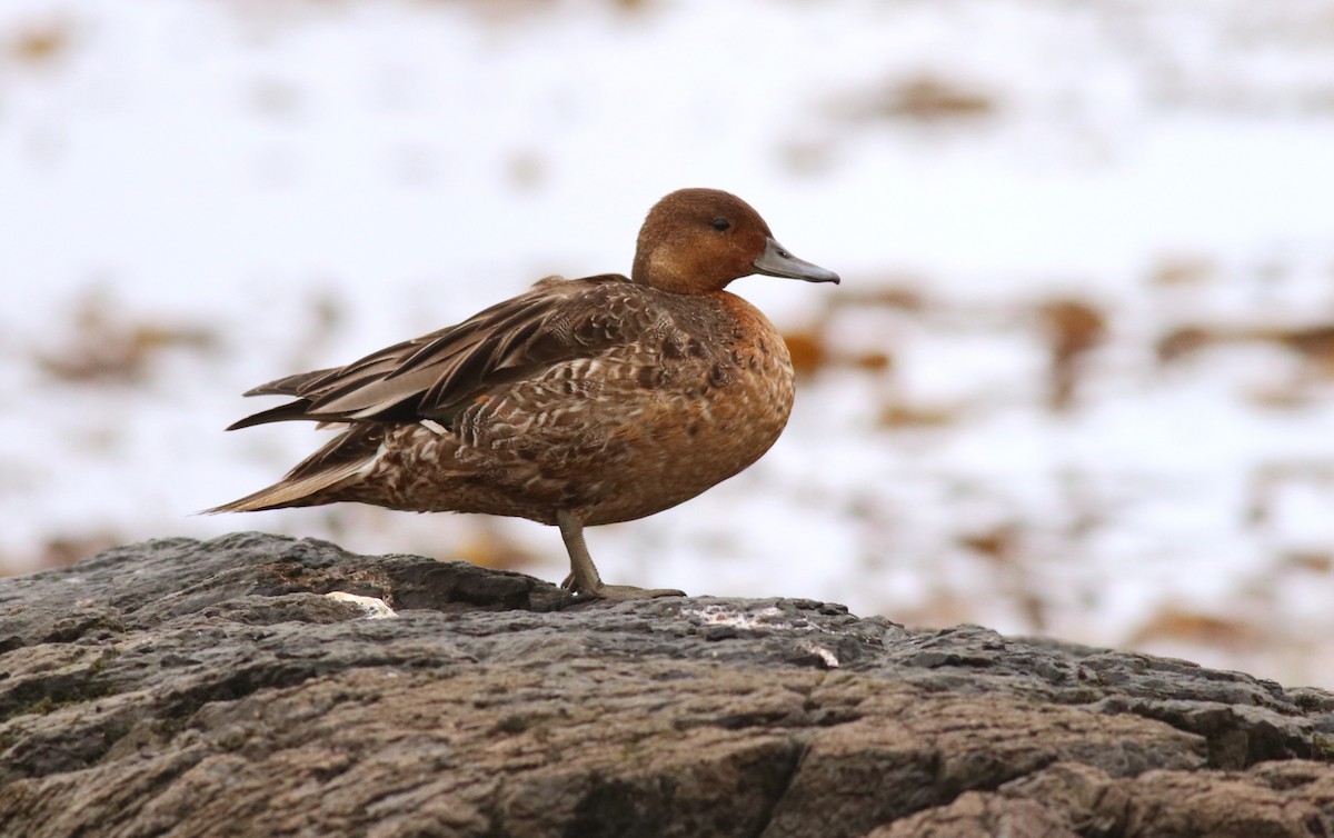 Eaton's Pintail - ML632353784