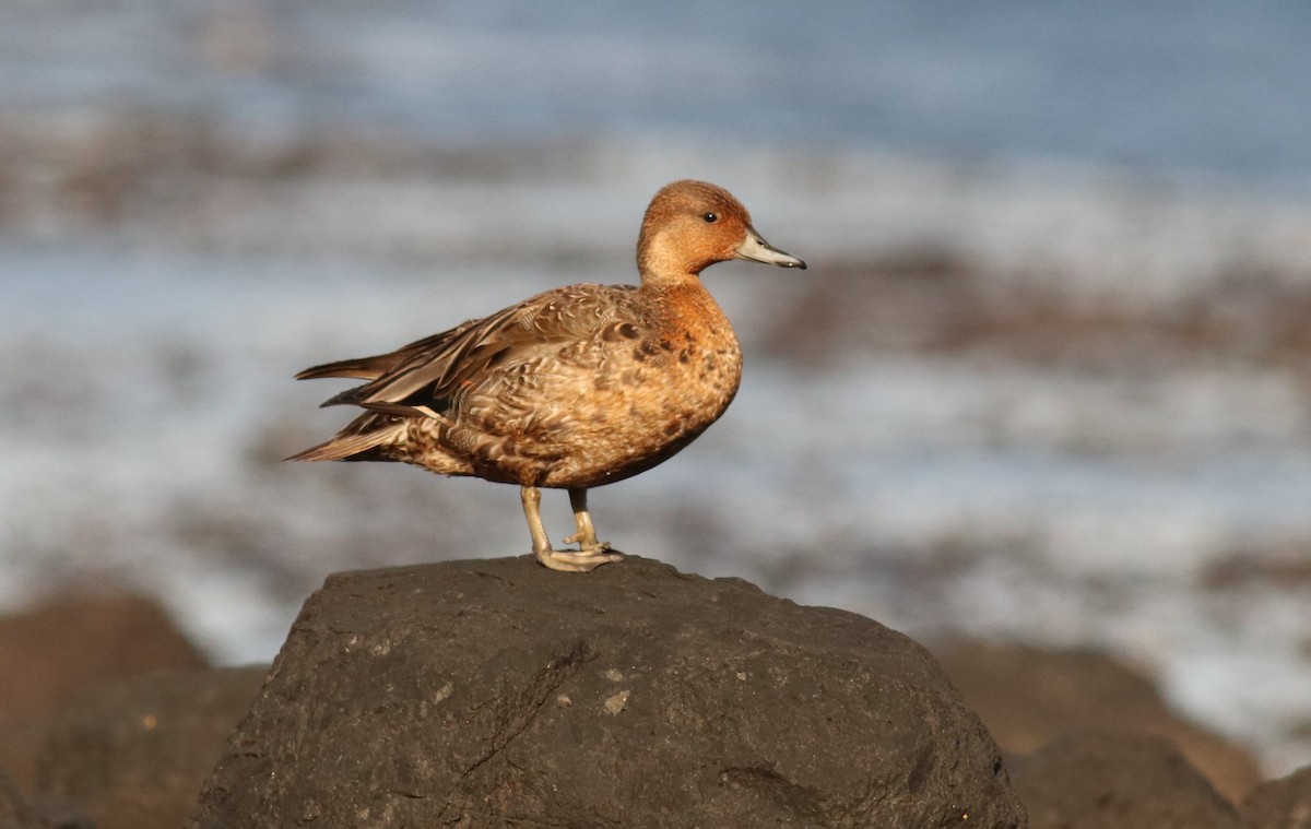 Eaton's Pintail - ML632353791