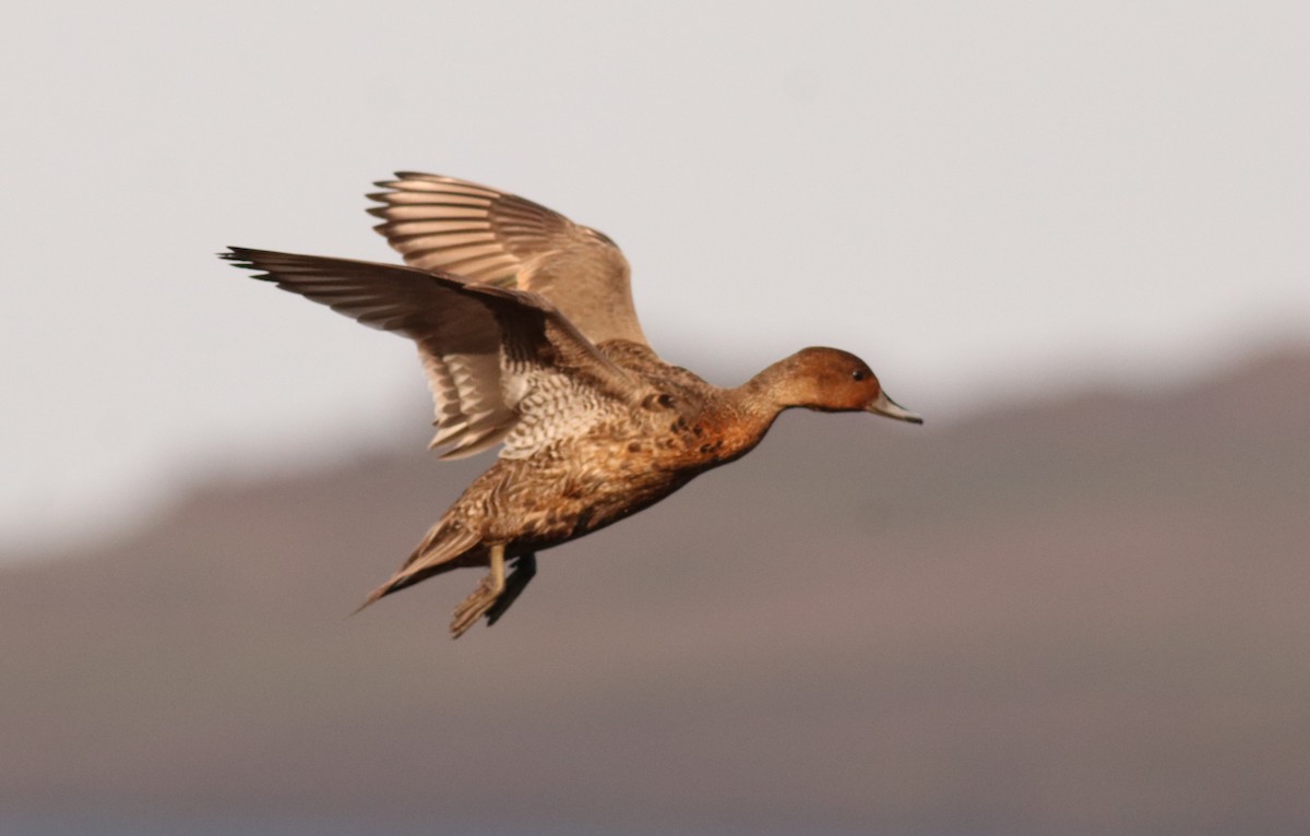 Eaton's Pintail - ML632353793