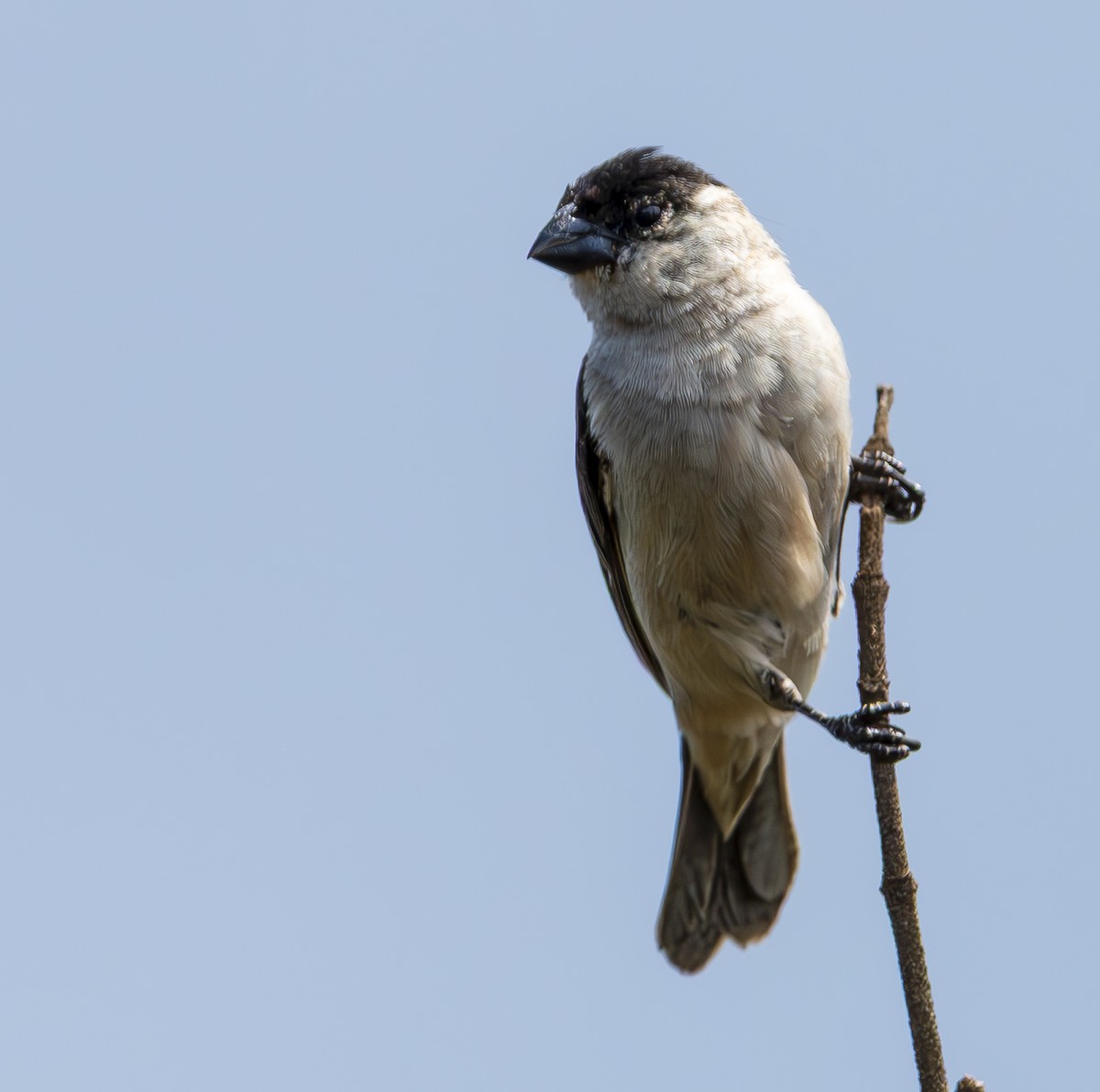 Pearly-bellied Seedeater - ML632353807